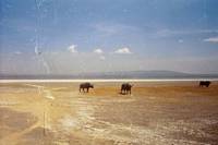My money was always on the buffalo